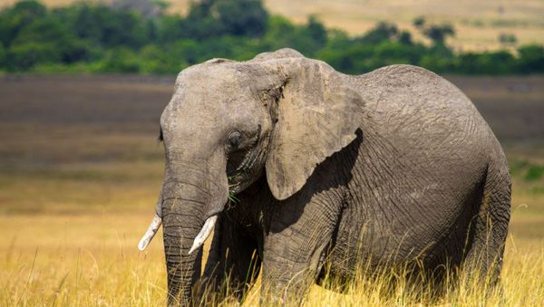 Elephant - Sputnik International