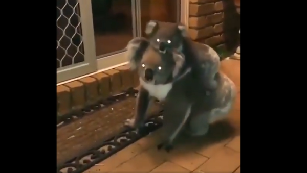 Two Koalas - Sputnik International