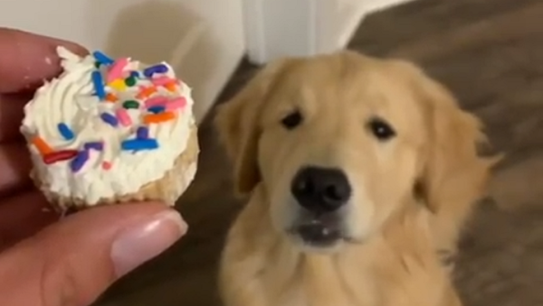 Retriever Retriever - Sputnik International