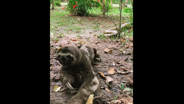 Sloth and Snake - Sputnik International