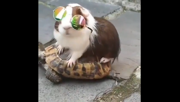 Guinea Pig on a Turtle - Sputnik International