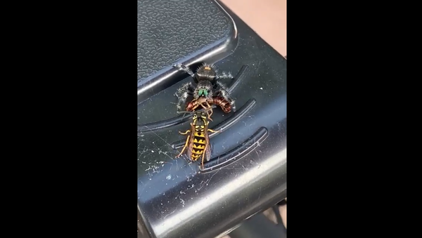 Jumping Spider steals a snack from Wasp - Sputnik International