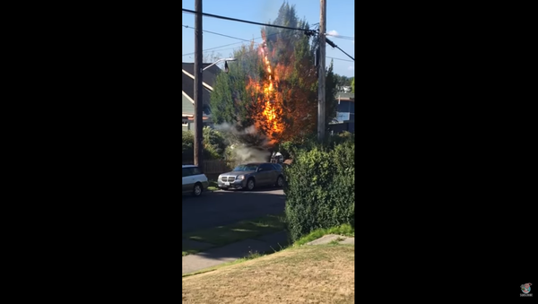 Washington State Power Line Sets Tree on Fire - Sputnik International