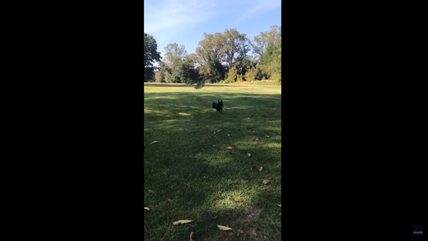 Hungry Hawk Attempts to Nab Small, Oblivious Dog - Sputnik International