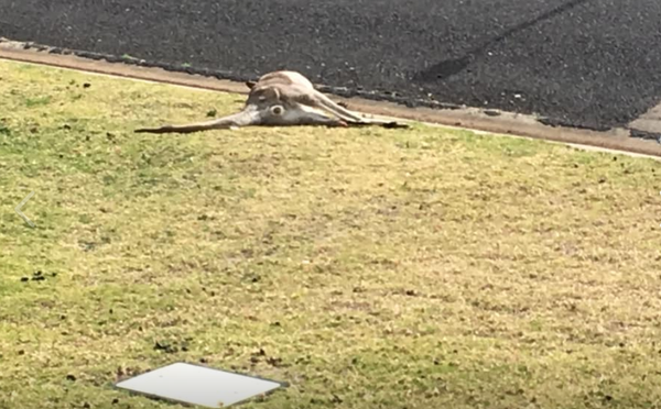 Photos: Australian Drivers Intentionally Run Over 20 Kangaroos in ‘Senseless Slaughter’ Photos: Australian Drivers Intentionally Run Over 20 Kangaroos in ‘Senseless Slaughter’ - Sputnik International