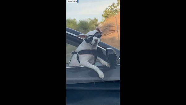 Sunglass-Wearing Dog Gives Commuters Lesson on Being Cool - Sputnik International