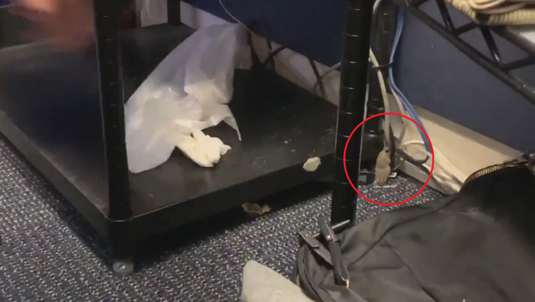 Mouse spotted in the White House briefing room after falling from the ceiling - Sputnik International