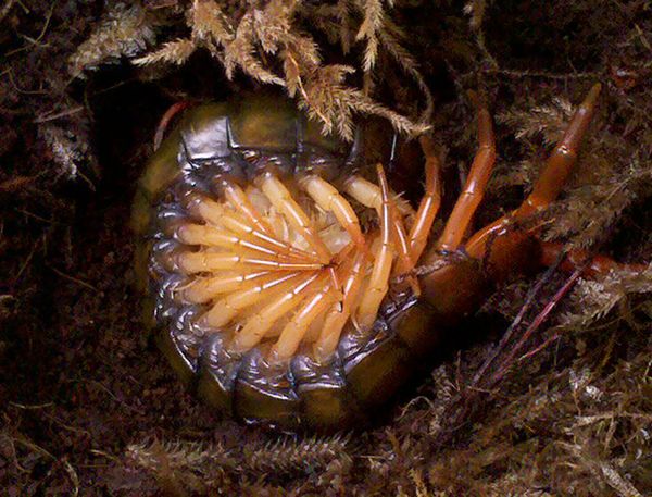 Snake-Headed Caterpillar and Bat-Eating Spider: Nature is Scary as Hell - Sputnik International