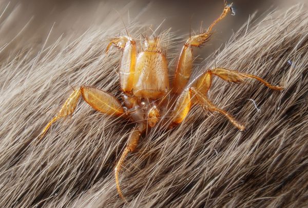 Snake-Headed Caterpillar and Bat-Eating Spider: Nature is Scary as Hell
 - Sputnik International