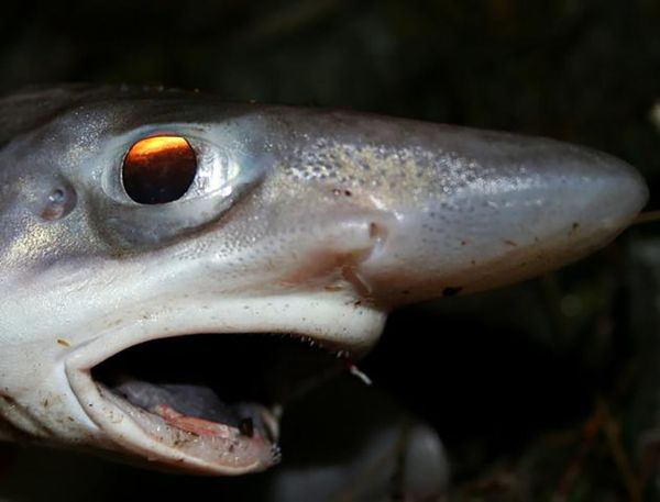 Snake-Headed Caterpillar and Bat-Eating Spider: Nature is Scary as Hell - Sputnik International