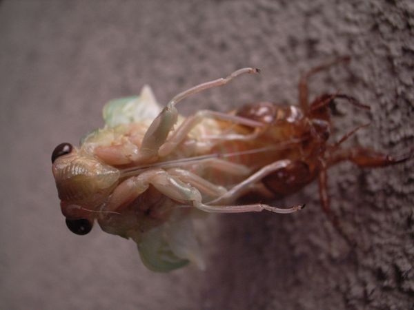 Snake-Headed Caterpillar and Bat-Eating Spider: Nature is Scary as Hell - Sputnik International