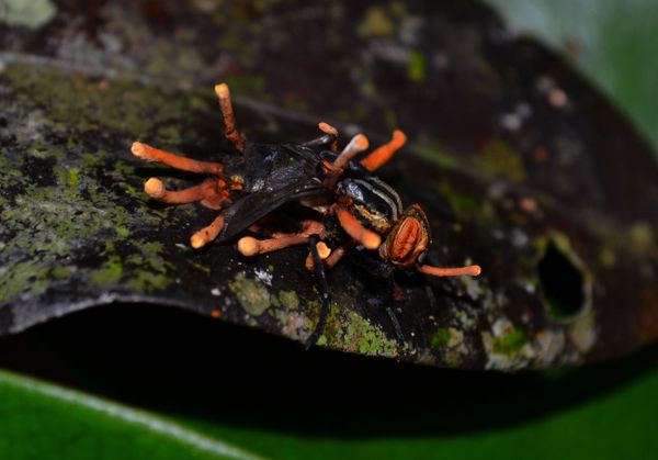 Snake-Headed Caterpillar and Bat-Eating Spider: Nature is Scary as Hell - Sputnik International