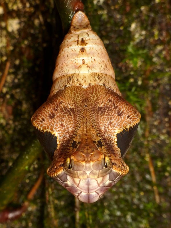 Snake-Headed Caterpillar and Bat-Eating Spider: Nature is Scary as Hell - Sputnik International