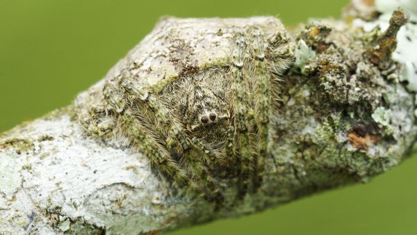 Snake-Headed Caterpillar and Bat-Eating Spider: Nature is Scary as Hell - Sputnik International