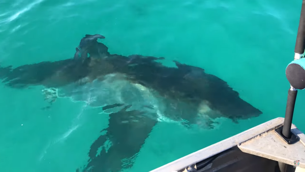 Aussies Have Close Encounter With Curious Shark - Sputnik International