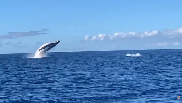 Mother Whale, Calf Show Off Breaching Techniques - Sputnik International