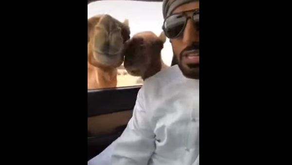Camels and TV presenter - Sputnik International