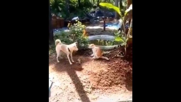 Dog and Cat Dog and Cat - Sputnik International