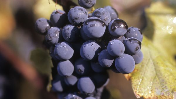 Grape - Sputnik International