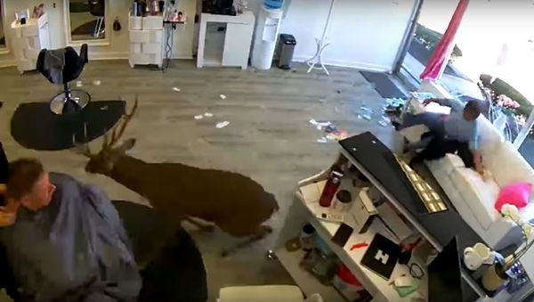 Deer jumps through window of Long Island hair salon - Sputnik International