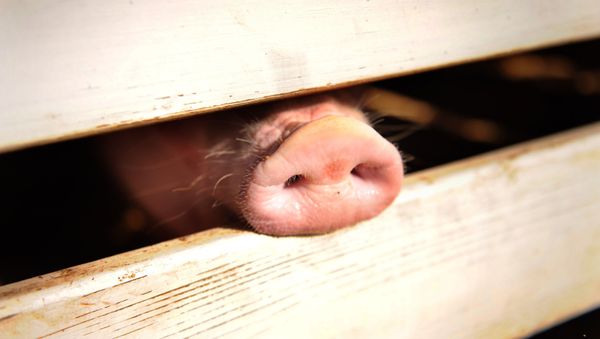 A pig pokes his snout - Sputnik International