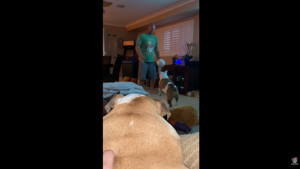 Move Over Air Bud! English Bulldog Shows Off Football Skills - Sputnik International