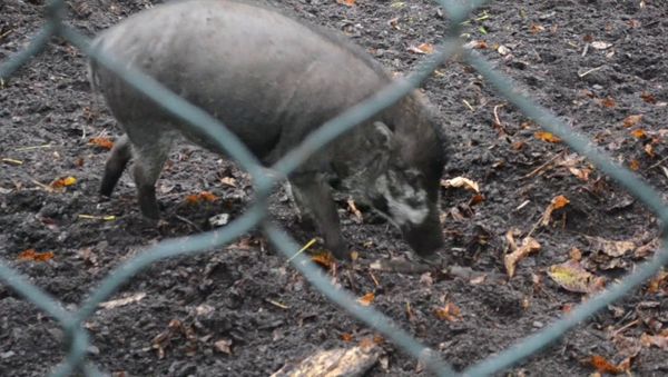 Visayan Warty Pigs Using Tools - Sputnik International