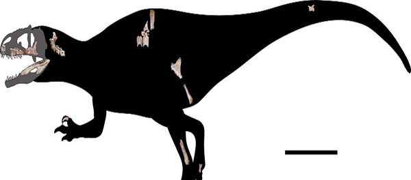 The newly-discovered giant reptile is four times the length of another formidable Jurassic-era raptor - the velociraptor. - Sputnik International