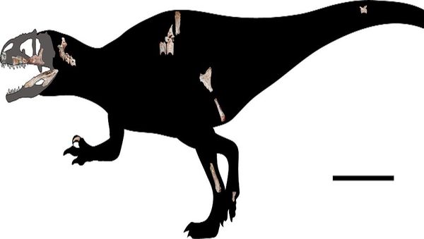 The newly-discovered giant reptile is four times the length of another formidable Jurassic-era raptor - the velociraptor. - Sputnik International