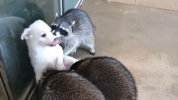 Raccoon - Sputnik International