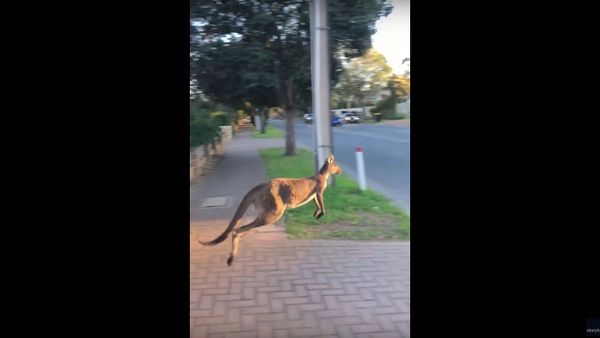 Kangaroo Jumps Into Oncoming Traffic in South Australia - Sputnik International