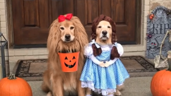 Adorable Golden Retrievers Don ‘Wizard of Oz’ Costumes - Sputnik International