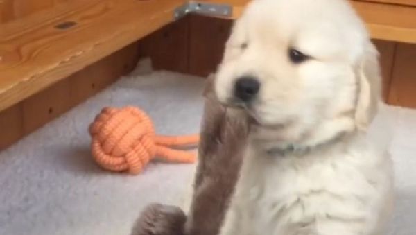 Golden retriever  - Sputnik International