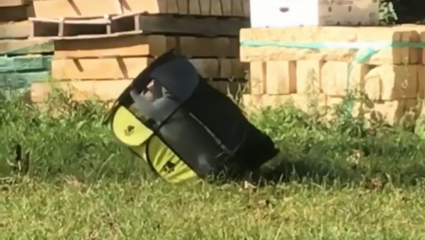 Silly Cat Refuses to Be Kept Down, Outmaneuvers Kitty Playpen - Sputnik International