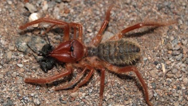 Camel Spider - Sputnik International