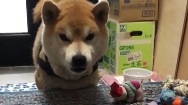 Shiba Inu - Sputnik International