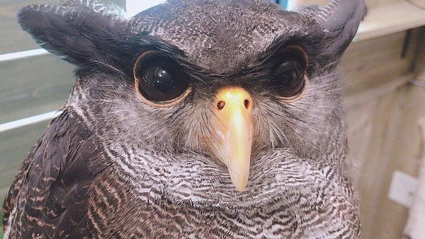 Cute Owl - Sputnik International