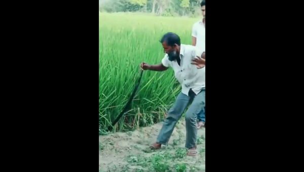 I’ve never seen such HUGE SNAKE ! - Sputnik International