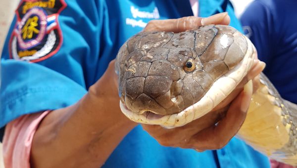 This handout from the Krabi Pitakpracha Foundation taken on October 13, 2019 and received on October 15, 2019 shows a four-metre long king cobra that was found in a sewer in Krabi - Sputnik International