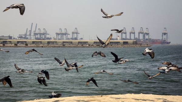 Seagulls fly in front of the Red Sea port city of Jiddah, Saudi Arabia - Sputnik International