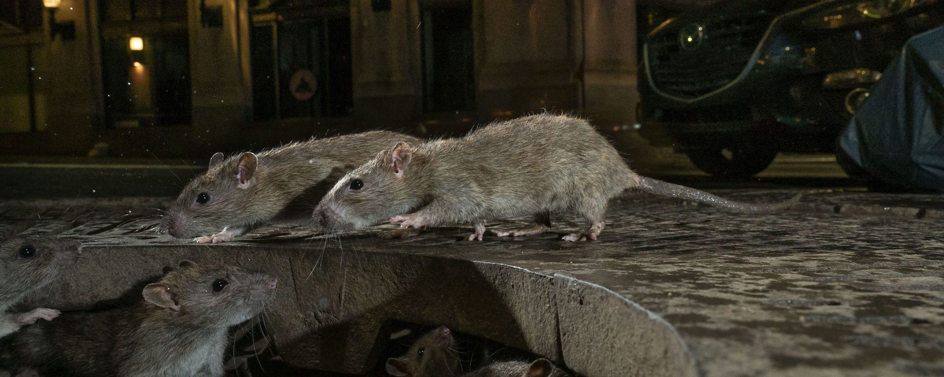 Снимок The rat pack, Charlie Hamilton James, Urban Wildlife, 2019 Wildlife Photographer of the Year - Sputnik International, 1920, 02.11.2021