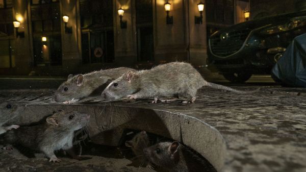 Снимок The rat pack, Charlie Hamilton James, Urban Wildlife, 2019 Wildlife Photographer of the Year - Sputnik International