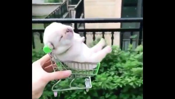 Puppy - Sputnik International