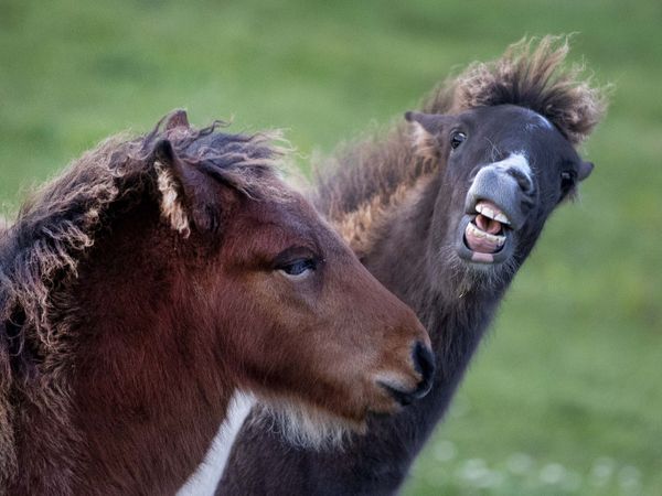 Two Iceland foals play in a stud in Wehrheim, Germany, Friday, Oct. 11, 2019.  - Sputnik International