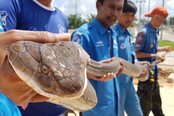 Members of the Krabi Pitakpracha Foundation foundation holding a four-metre long king cobra that was found in a sewer in Krabi. Rescuers pulled a feisty four-metre long King Cobra from a sewer in southern Thailand after an hourlong operation, a rescue foundation said on October 15, calling it one of the largest ever captured there.  - Sputnik International