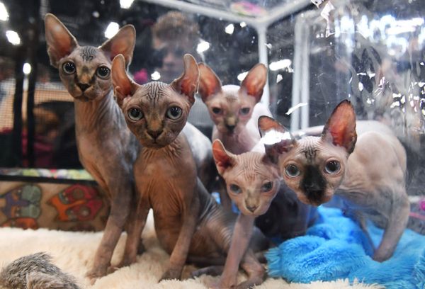 Canadian Sphynx Cats in Moscow. - Sputnik International