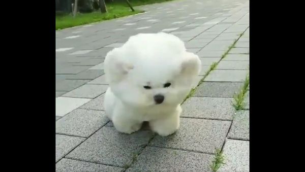 Can a puppy beat the wind ?? - Sputnik International