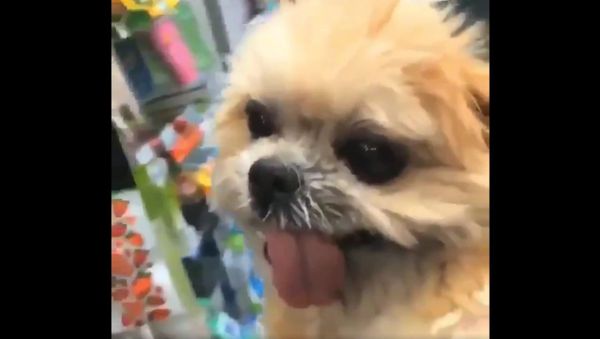 Hooman! I love shopping! - Sputnik International