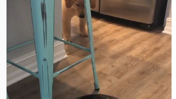 A golden retriever and a robot vacuum cleaner - Sputnik International