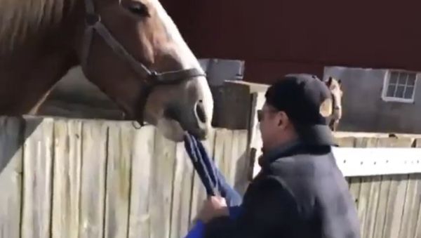 Horse - Sputnik International